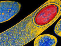 TECHLAB® c.diff