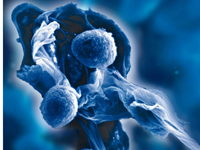 TECHLAB® parasite