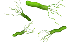 h_pylori-organism_transparent