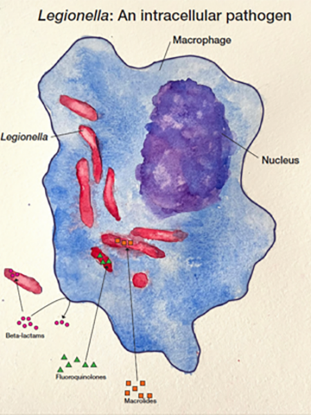 legionella_large